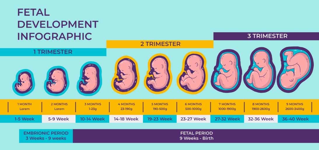 Fetal Growth Month by Month: A Complete Trimester-Wise Guide to Physical and Neurological Development