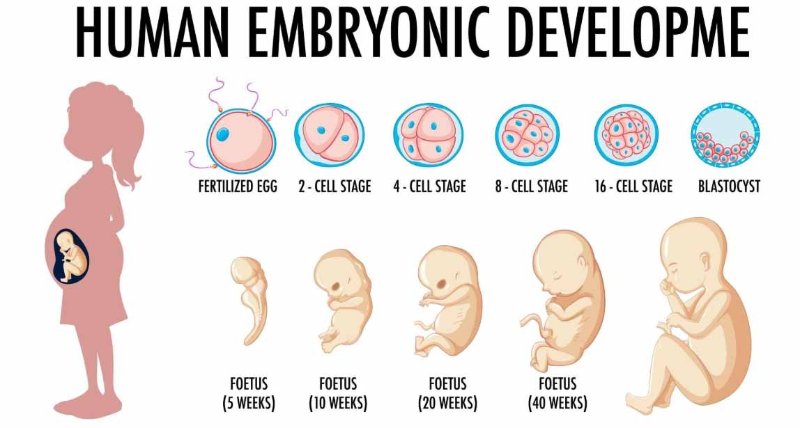 Third trimester fetal growth month by month